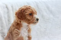 Penny , a female Sheepadoodle for sale in Fayetteville, NC – Photo 4 of 4