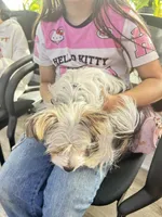 Scooby, a male Yorkshire Terrier for sale in District Heights, MD – Photo 2 of 2