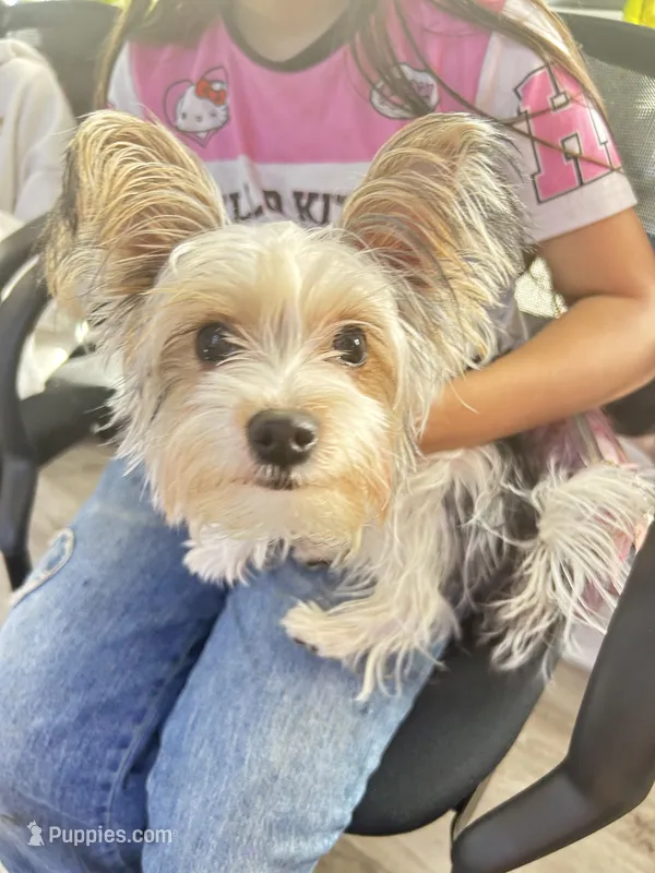 Scooby – Yorkshire Terrier puppy for sale in District Heights, MD