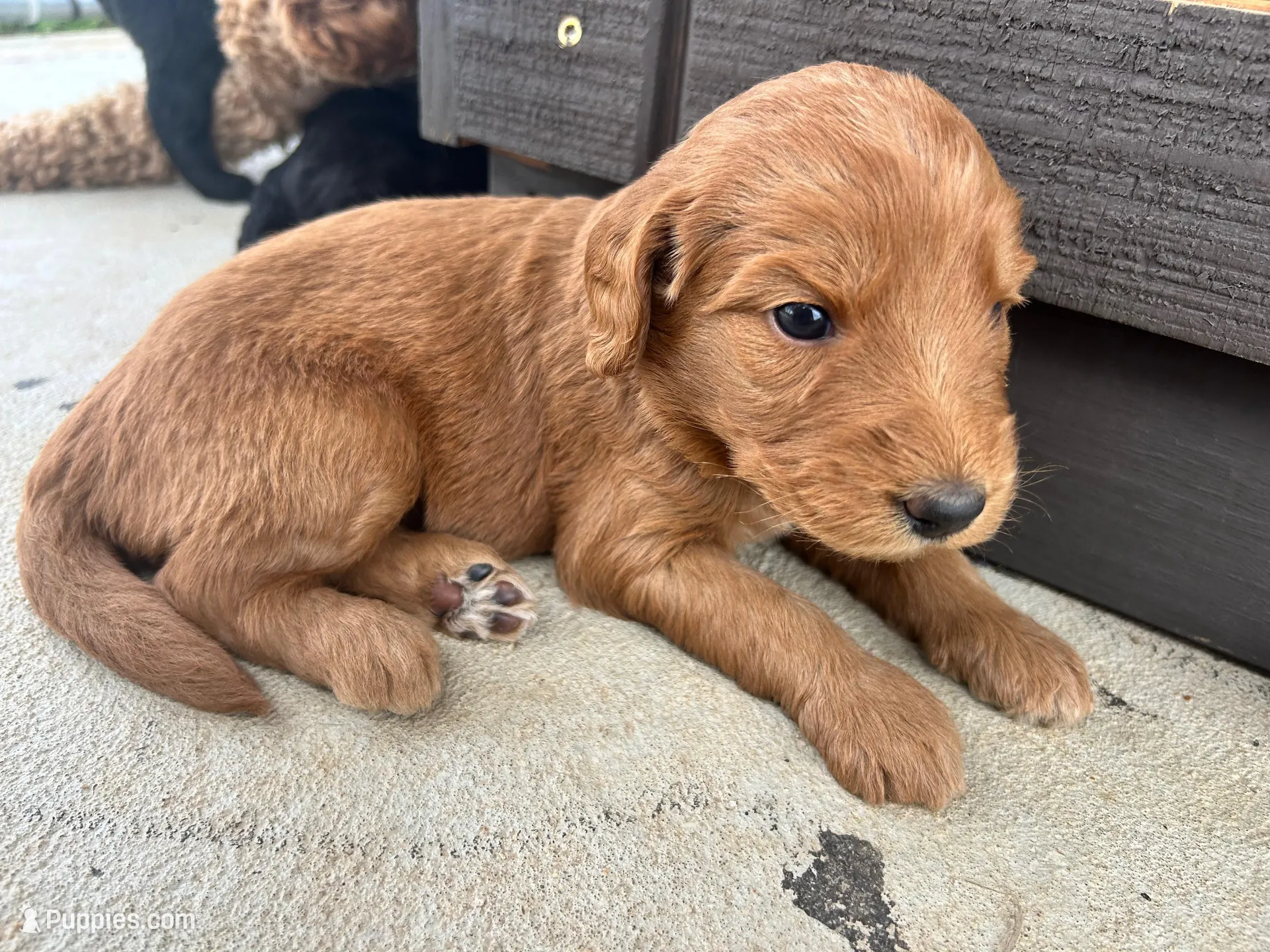 Graham Cracker, a female Miniature Aussiedoodle for sale in Lonedell, MO – Photo 2 of 3