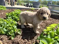 Cookie Dough, a male Miniature Aussiedoodle for sale in Lonedell, MO – Photo 4 of 4