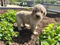 Cookie Dough, a male Miniature Aussiedoodle for sale in Lonedell, MO – Photo 3 of 4