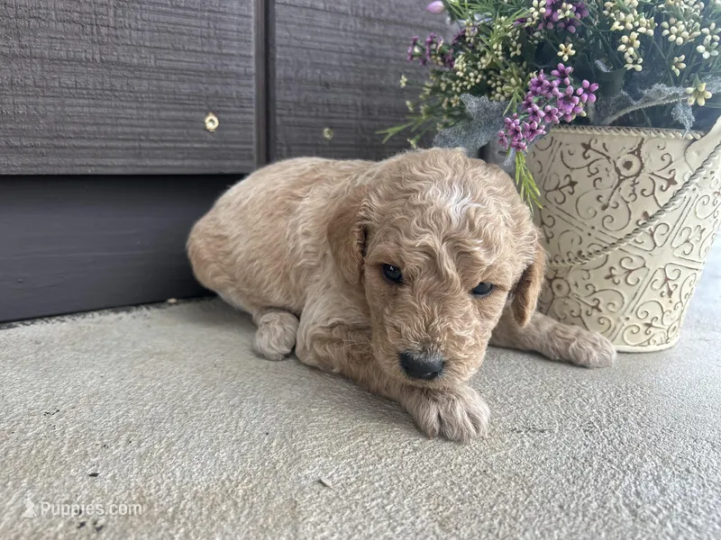 Cookie Dough – Aussiedoodle puppy for sale in Lonedell, MO