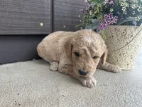 Cookie Dough, a male Aussiedoodle for sale in Lonedell, MO – Photo 1 of 2