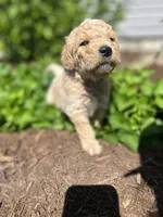 Cookie Dough, a male Miniature Aussiedoodle for sale in Lonedell, MO – Photo 2 of 4