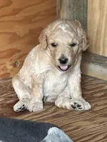 Cookie Dough, a male Aussiedoodle for sale in Lonedell, MO – Photo 2 of 2