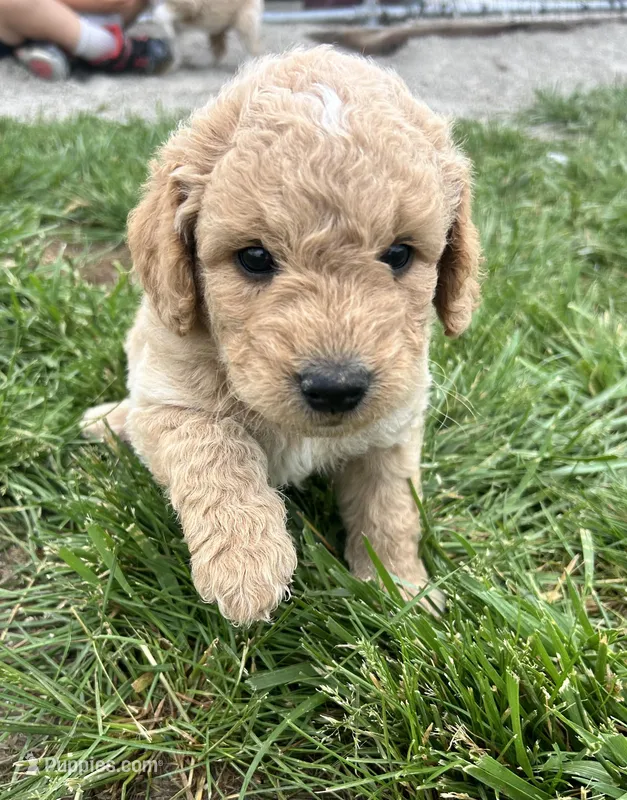 Cookie Dough – Miniature Aussiedoodle puppy for sale in Lonedell, MO
