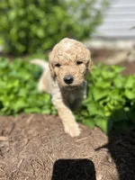 Cookie Dough, a male Miniature Aussiedoodle for sale in Lonedell, MO – Photo 1 of 4
