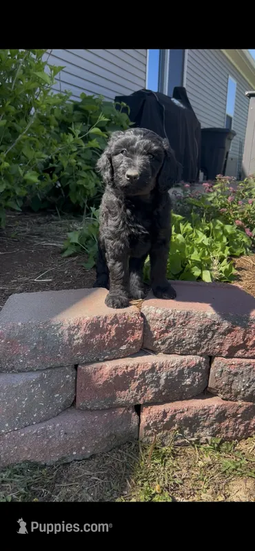 Midnight – Aussiedoodle puppy for sale in Lonedell, MO