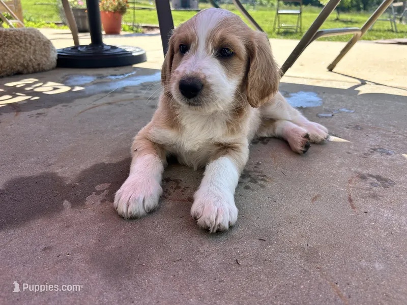 Swirl – Miniature Aussiedoodle puppy for sale in Lonedell, MO