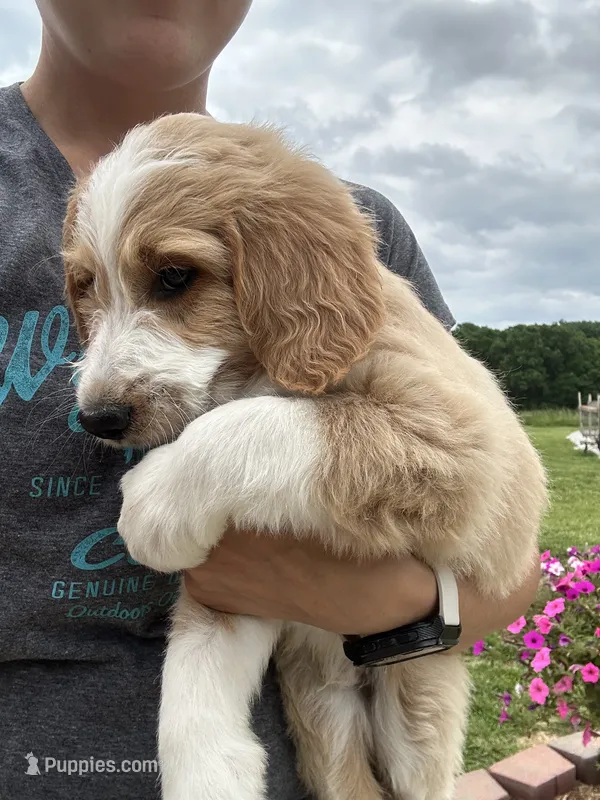 Swirl – Aussiedoodle puppy for sale in Lonedell, MO