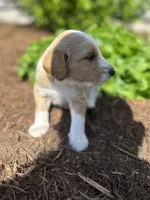 Swirl, a male Miniature Aussiedoodle for sale in Lonedell, MO – Photo 2 of 3