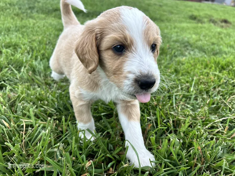 Swirl – Miniature Aussiedoodle puppy for sale in Lonedell, MO
