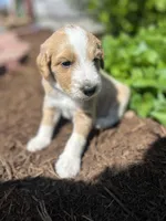 Swirl, a male Miniature Aussiedoodle for sale in Lonedell, MO – Photo 1 of 3
