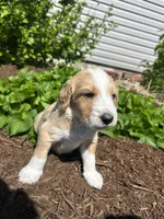 Swirl, a male Miniature Aussiedoodle for sale in Lonedell, MO – Photo 3 of 3