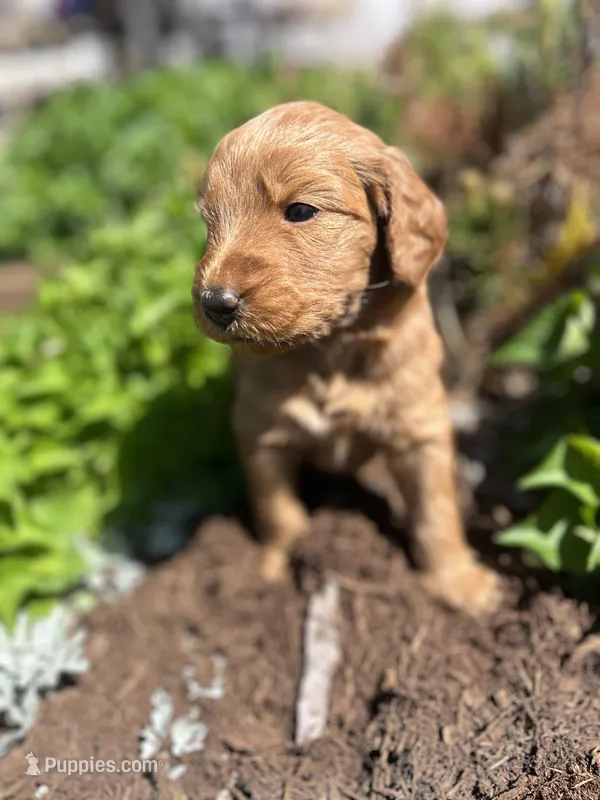 Graham Cracker – Miniature Aussiedoodle puppy for sale in Lonedell, MO