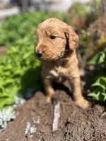 Graham Cracker, a female Miniature Aussiedoodle for sale in Lonedell, MO – Photo 1 of 3