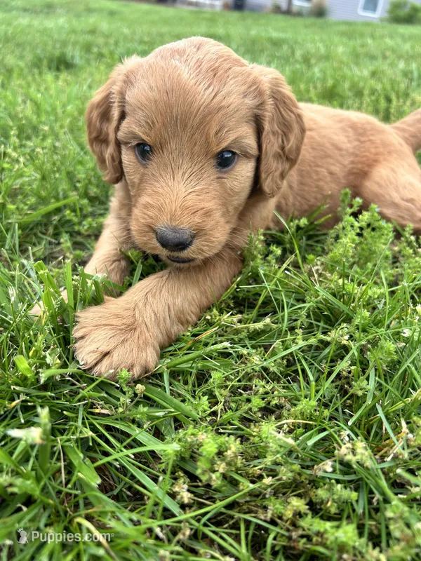 Graham Cracker – Miniature Aussiedoodle puppy on hold in Lonedell, MO