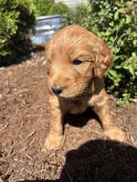 Graham Cracker, a female Miniature Aussiedoodle for sale in Lonedell, MO – Photo 3 of 3