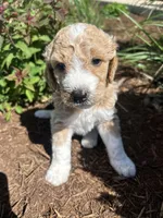 Creamer, a female Miniature Aussiedoodle for sale in Lonedell, MO – Photo 1 of 2