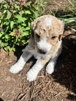 Creamer, a female Miniature Aussiedoodle for sale in Lonedell, MO – Photo 2 of 2