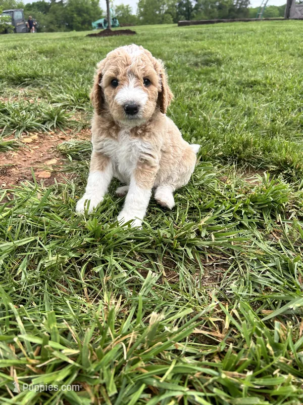 Creamer – Miniature Aussiedoodle puppy for sale in Lonedell, MO