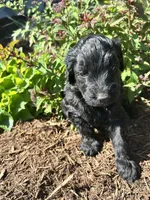 Junior , a male Miniature Aussiedoodle for sale in Lonedell, MO – Photo 2 of 4