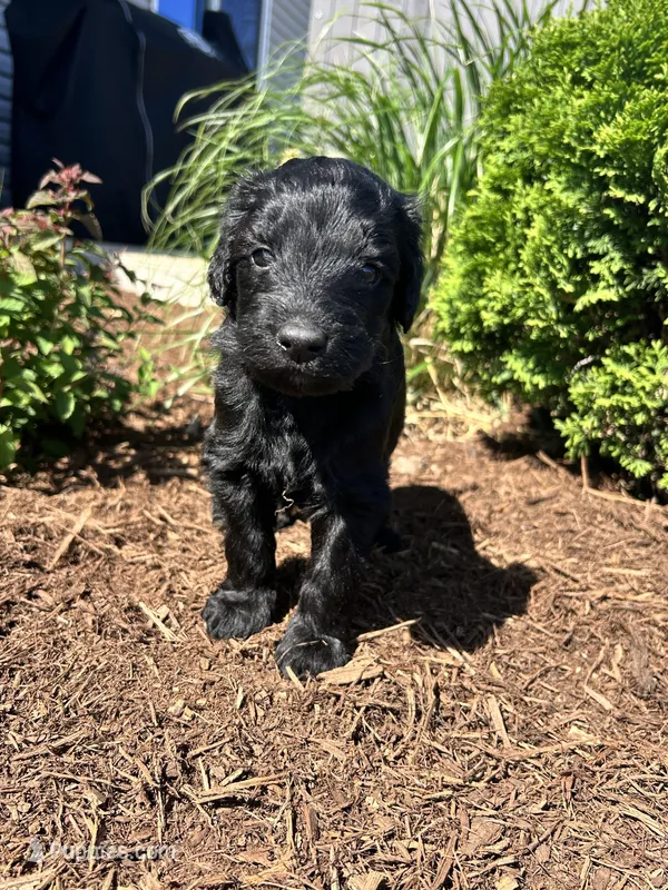 Junior  – Miniature Aussiedoodle puppy for sale in Lonedell, MO