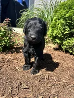 Junior , a male Miniature Aussiedoodle for sale in Lonedell, MO – Photo 1 of 4