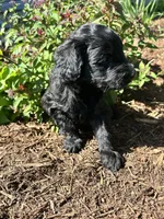 Junior , a male Miniature Aussiedoodle for sale in Lonedell, MO – Photo 3 of 4