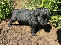Junior , a male Miniature Aussiedoodle for sale in Lonedell, MO – Photo 4 of 4