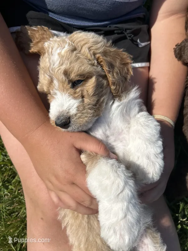 Creamer – Aussiedoodle puppy for sale in Lonedell, MO