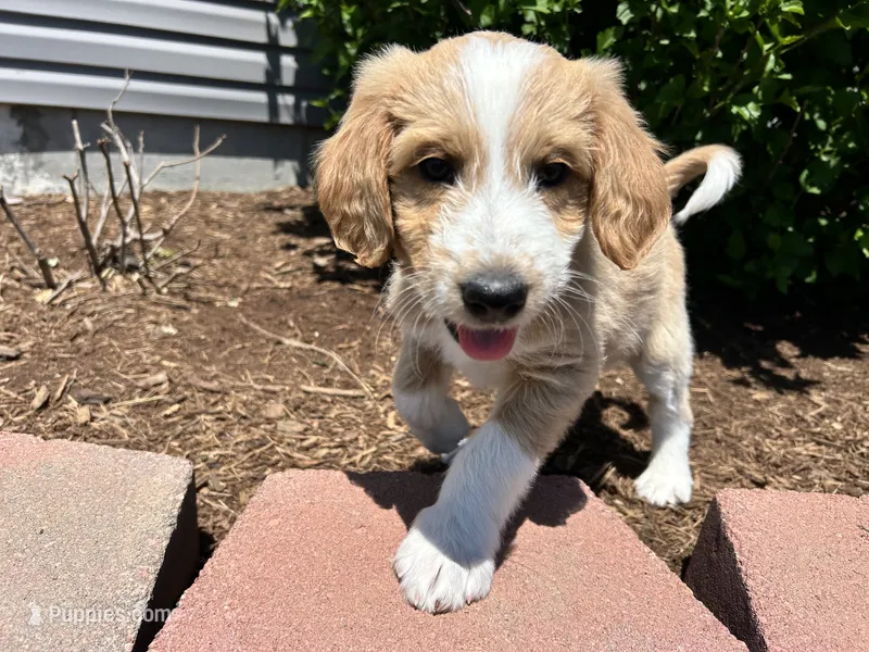 Swirl – Aussiedoodle puppy for sale in Lonedell, MO