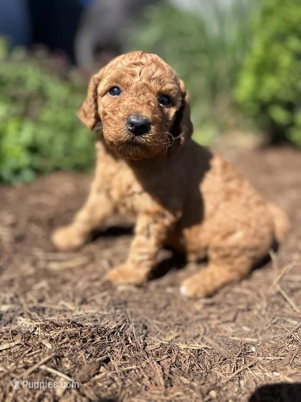 Butterscotch  – Miniature Aussiedoodle puppy for sale in Lonedell, MO