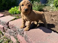 Butterscotch , a female Miniature Aussiedoodle for sale in Lonedell, MO – Photo 4 of 5