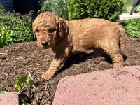 Butterscotch , a female Miniature Aussiedoodle for sale in Lonedell, MO – Photo 5 of 5
