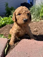 Butterscotch , a female Miniature Aussiedoodle for sale in Lonedell, MO – Photo 3 of 5