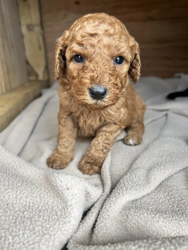 Butterscotch  – Aussiedoodle puppy for sale in Lonedell, MO