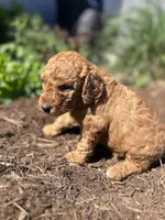 Butterscotch , a female Miniature Aussiedoodle for sale in Lonedell, MO – Photo 2 of 5