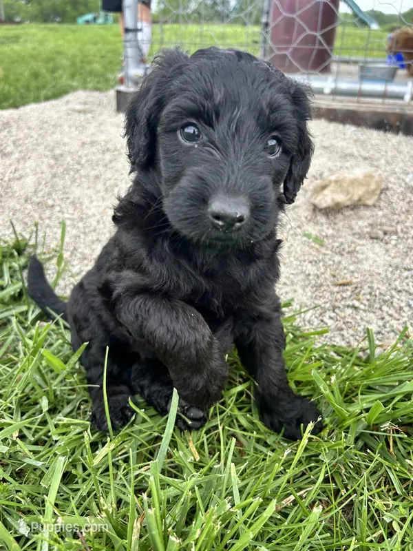 Midnight – Aussiedoodle puppy for sale in Lonedell, MO