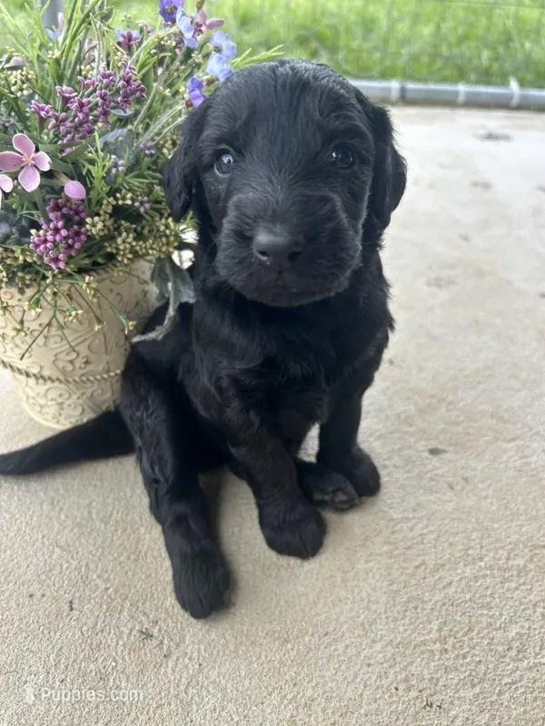 Midnight – Aussiedoodle puppy for sale in Lonedell, MO