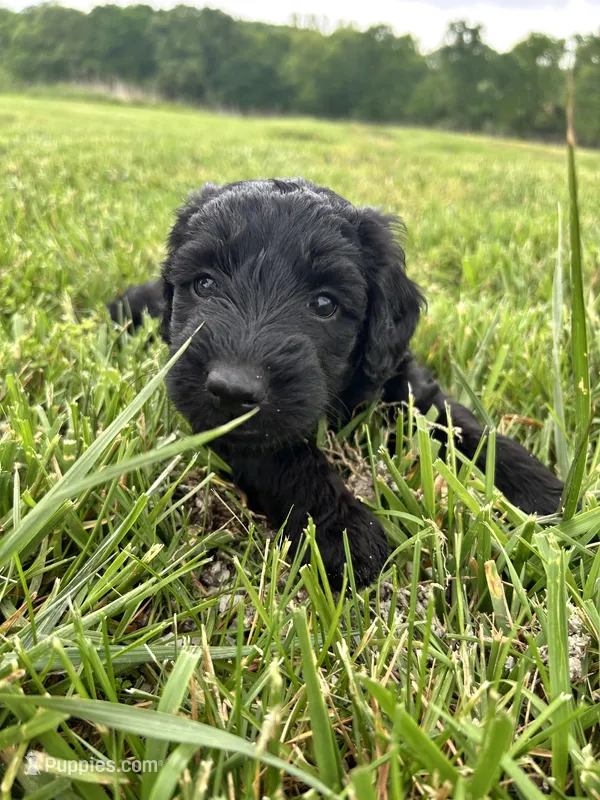 Midnight – Aussiedoodle puppy for sale in Lonedell, MO