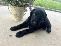 Midnight, a female Aussiedoodle for sale in Lonedell, MO – Photo 2 of 2