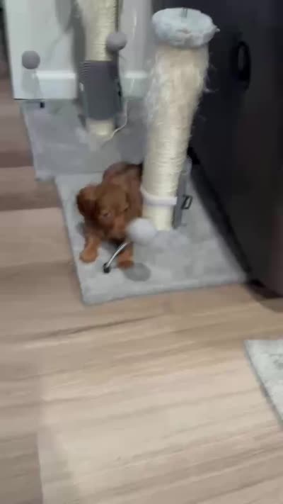 Rocky 💙, a male Miniature Dachshund for sale in Massillon, OH – 3 of 3
