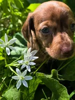 Starlight 💖, a female Miniature Dachshund for sale in Massillon, OH – 2 of 6