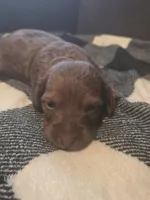 Rocky, a male Miniature Dachshund for sale in Massillon, OH – Photo 5 of 5