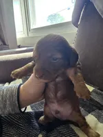 Rocky, a male Miniature Dachshund for sale in Massillon, OH – Photo 3 of 5