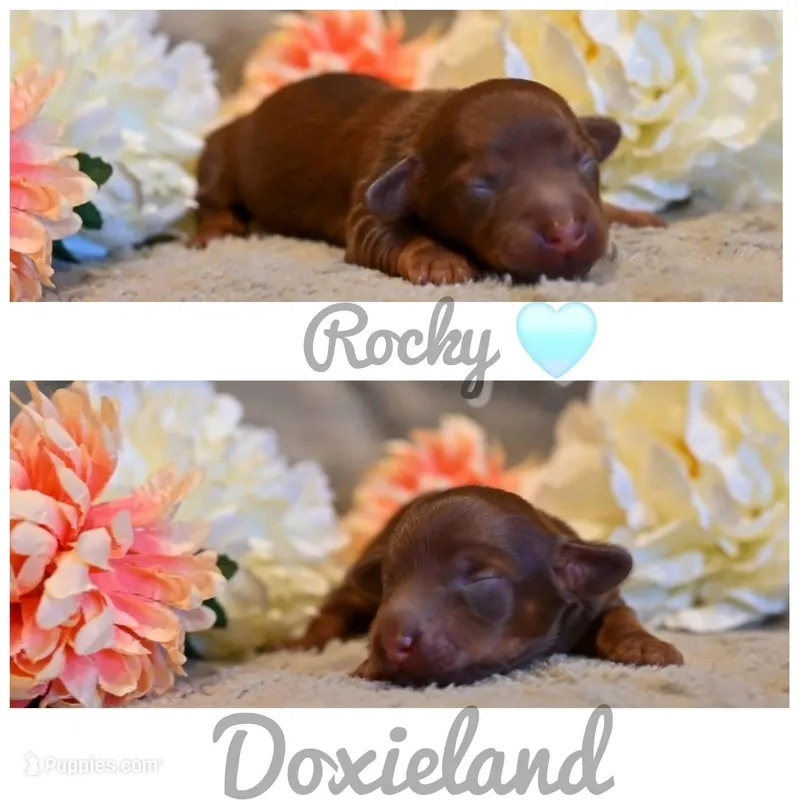 Rocky – Miniature Dachshund puppy for sale in Massillon, OH