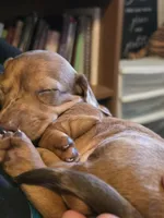 Starlight 💖, a female Miniature Dachshund for sale in Massillon, OH – 4 of 6