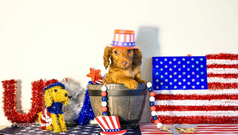 Rocky 💙 – Miniature Dachshund puppy for sale in Massillon, OH